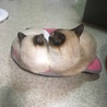 の写真