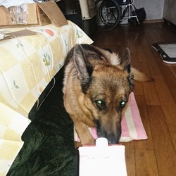 我が家のお嬢さん