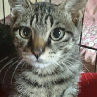 おとなしくて穏やかなキジトラの男の子