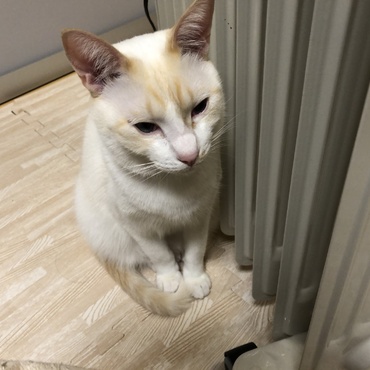 温かいオイルヒーターが大好きニャン