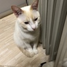 温かいオイルヒーターが大好きニャン