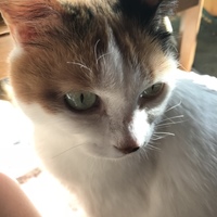 桃
