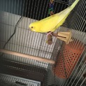 セキセイインコ ルチノー カリーちゃん♀