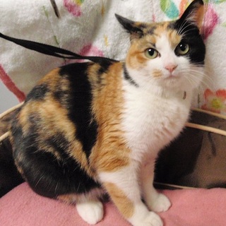 ありがとうございました