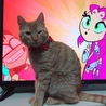 みえないよぅ！！