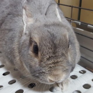 ミニうさぎの里親を募集します。