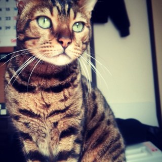 ベンガルの優しい里親さん募集です(^-^)