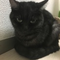 黒猫