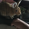 ミニウサギ１才の男の子