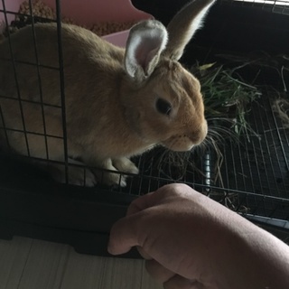 ミニウサギ１才の男の子