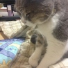 ねこねこぷーちゃん
