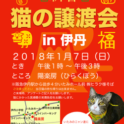 第11回‼️みゅうみゅう猫の譲渡会‼️