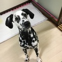 ダルメシアン