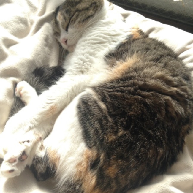 ほんだねこぴのカバー写真