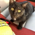 性格の良い黒猫ちゃん