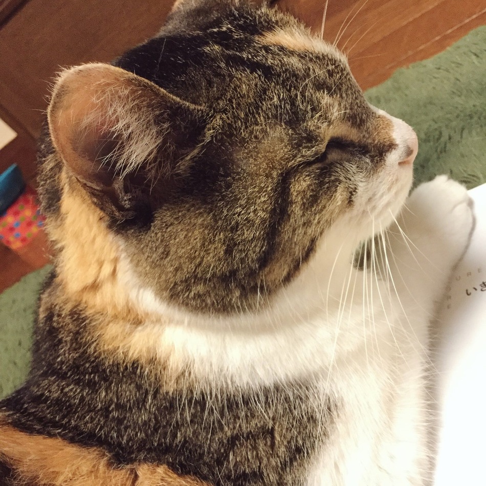 ほんだ ねこのカバー写真