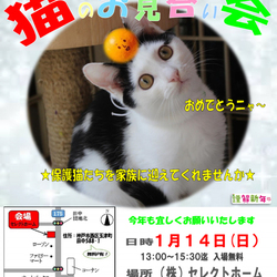 13：00～15：30 神戸西区 ゆったり ほっこり猫のお見合い会