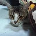 崩壊からの保護、あくびちゃん！