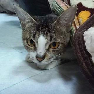 崩壊からの保護、あくびちゃん！