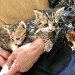 キジ白猫オス&キジ三毛ちゃん里親決定！