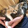 キジ白猫オス&キジ三毛ちゃん里親決定！ サムネイル2