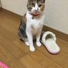 おすまし娘♡