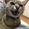 よく喋る(о´∀`о)