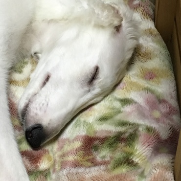 眠っている時はとってもいい子なんだけど・・・