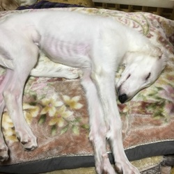 「新参者ですが・・・よろしく」サムネイル1