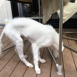 「新参者ですが・・・よろしく」サムネイル3