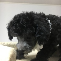 ぴっぴ