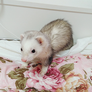 フェレット（去勢済）2017年生まれ