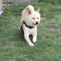 銀ちゃん