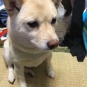 おかげさまにて里親内定しました。