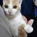 茶白の男の子
