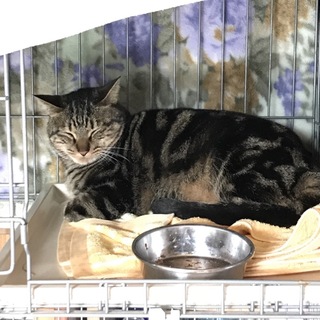 体が大きい黒茶アメショ柄