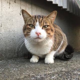 犬みたいなボスくんの里親様、預かり様お願いします。