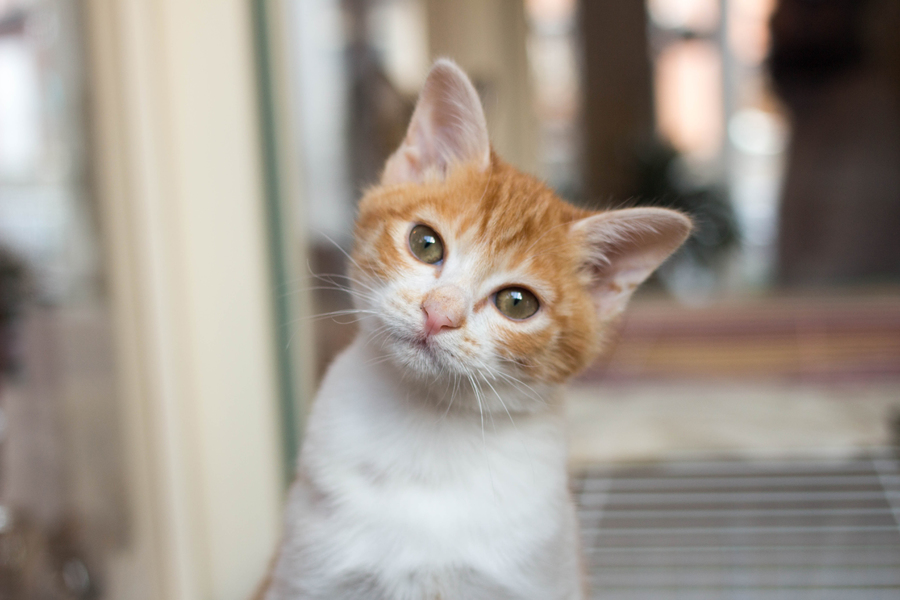 39%割引オレンジ系【SALE/37%OFF】 茶トラ 猫 ぬいぐるみ ファー 人気オーダー 茶トラ 猫 ぬいぐるみ ファーリメイク その他