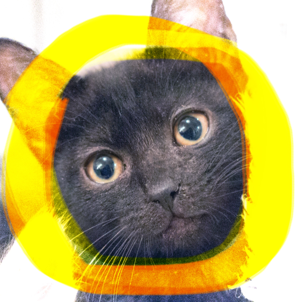 3 5ヶ月 甘えん坊ぬい 兵庫県 猫の里親募集 ペットのおうち 月間利用者150万人