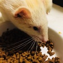 フェレット3歳オス