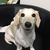サラ