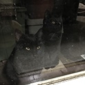 黒猫三兄弟★1匹からでも！