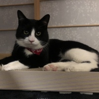 ごましお