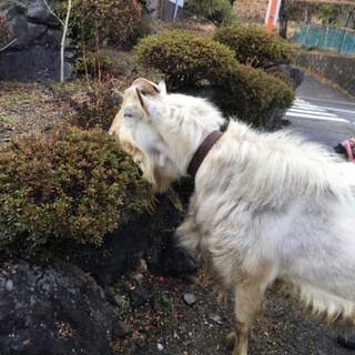 雄 山羊の里親募集