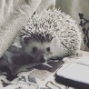 たいてんこうさん