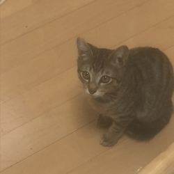 トライアル4