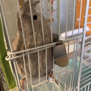 オカメインコの里親募集