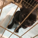 パイドのフレブルの赤ちゃんです！