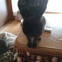 かわい黒猫2匹☆1匹からでも譲渡可です♫