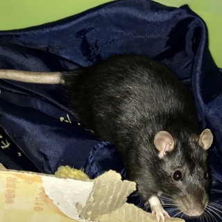 ファンシーラット  ありがとうございました